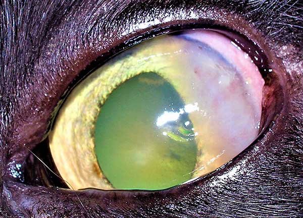 Close-up of an eye with keratitis