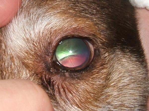 Lens luxation in a dog's eye