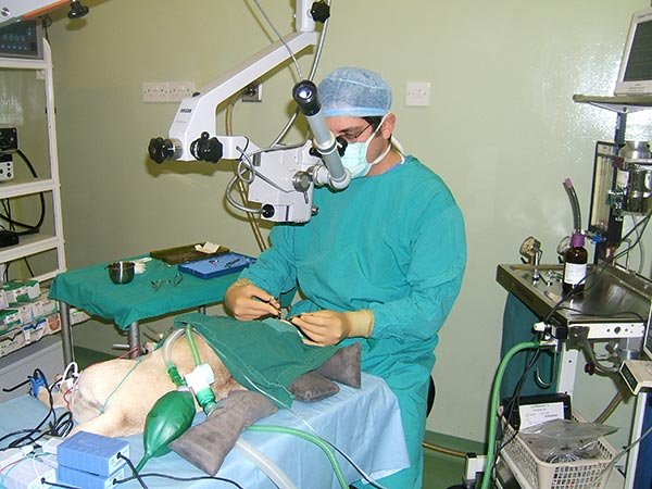 Dr Spiegel operating under a floor-based microscope