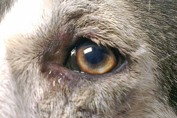 Close-up of a dog's eye