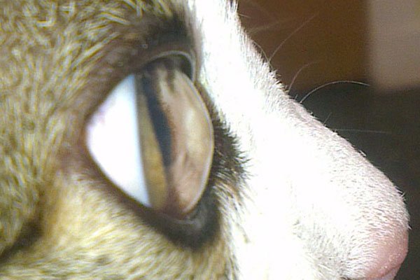 Bullous keratopathy in the same cat after treatment