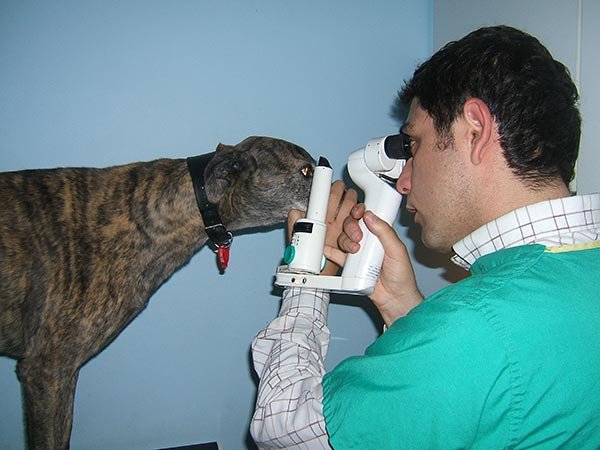 Slit lamp examination of a dog